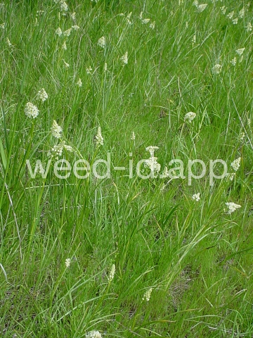 deathcamas, meadow